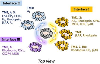 Modeling the Heterodimer Interfaces of Melatonin Receptors